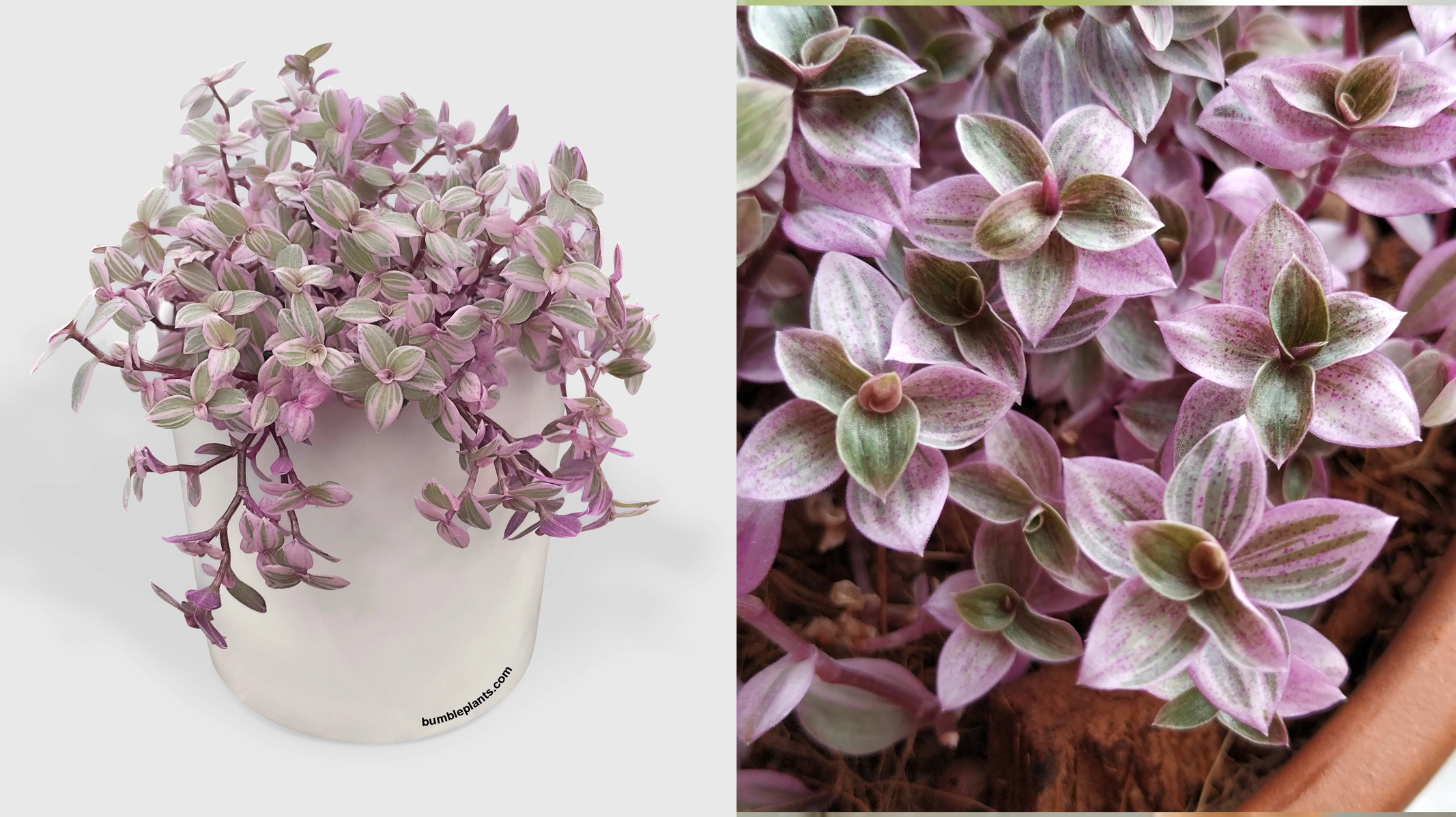 Planta Brilhantina (Callisia repens): Para que Serve, Benefícios e Como Cultivar em Casa