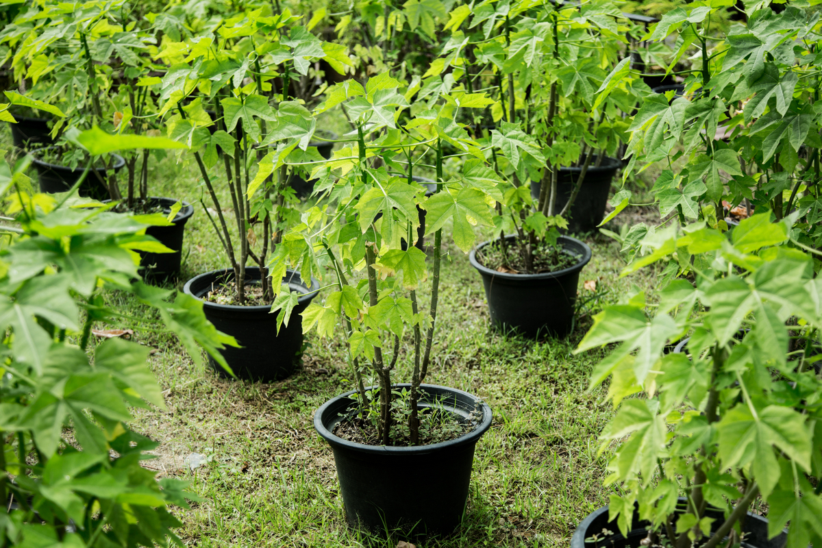 Aprenda como plantar Mamão em casa e conheça seus benefícios!