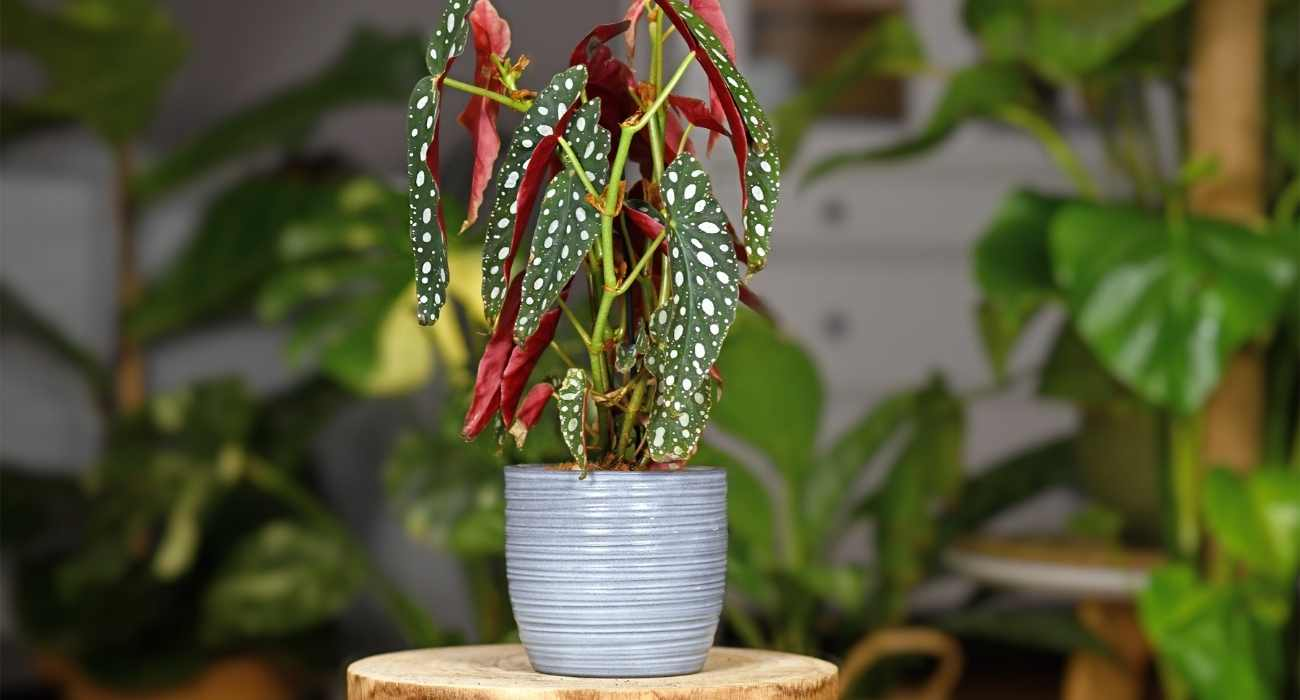 Begônia Maculata: Como Cultivar e Usar na Decoração