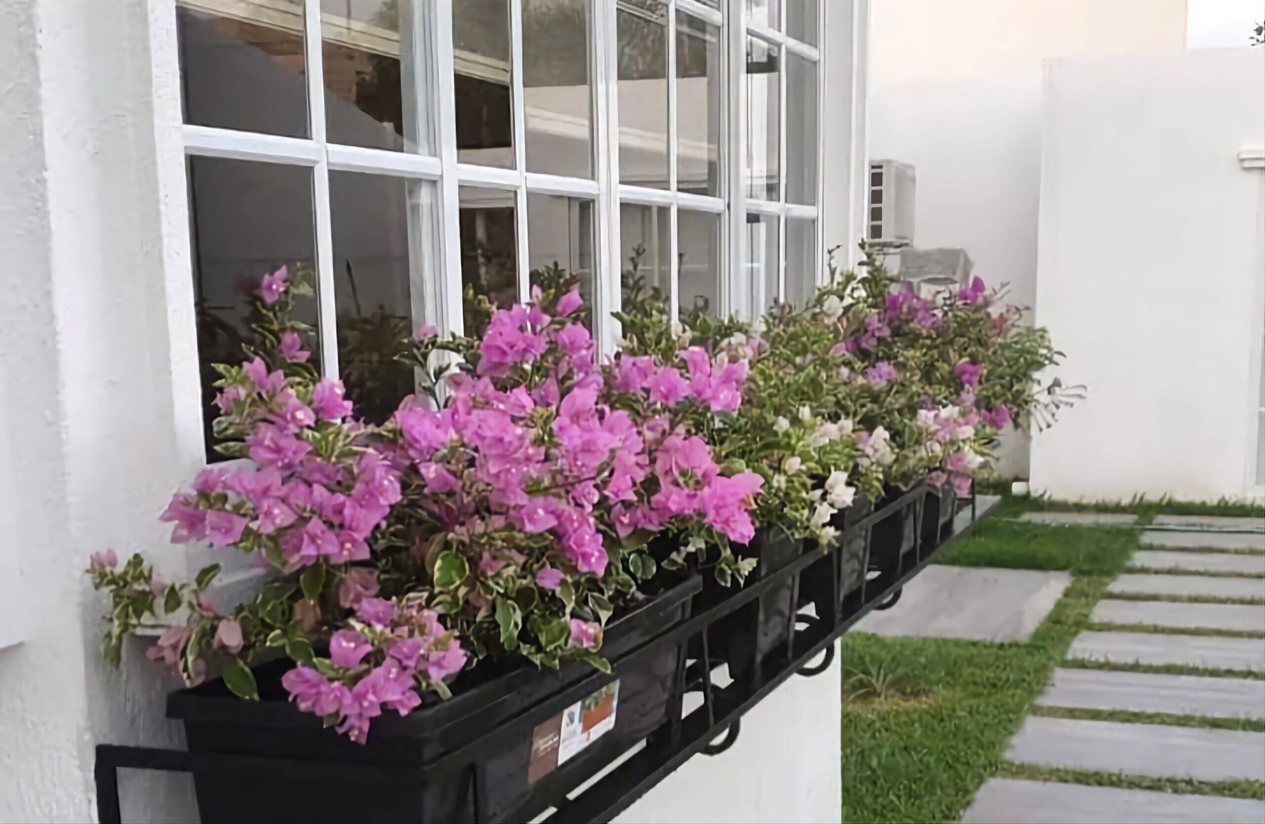 Flores o Ano Todo: 6 Plantas Fáceis de Cuidar Que Vão Colorir Seu Lar!