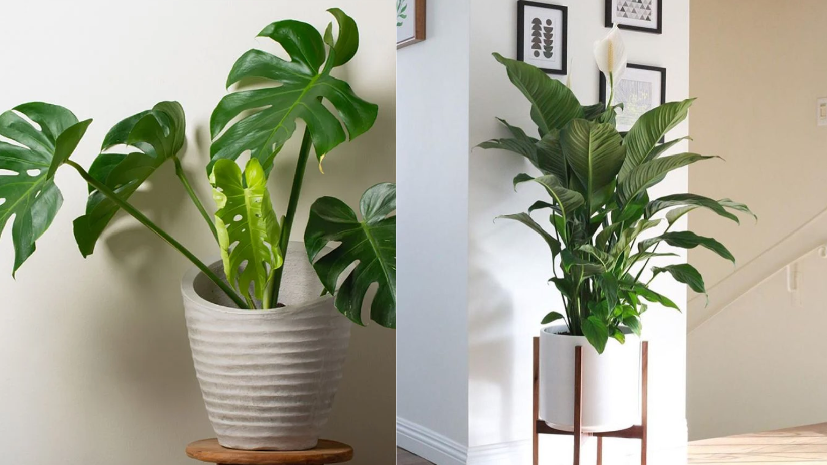 Conheça as 3 Melhores Plantas para ter em Casa; Confira Abaixo
