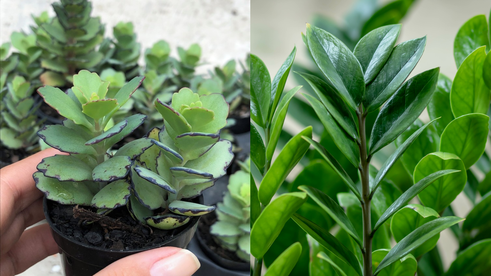 Como Cuidar da Planta da Fortuna (Zamioculca) e Deixá-la Sempre Exuberante!
