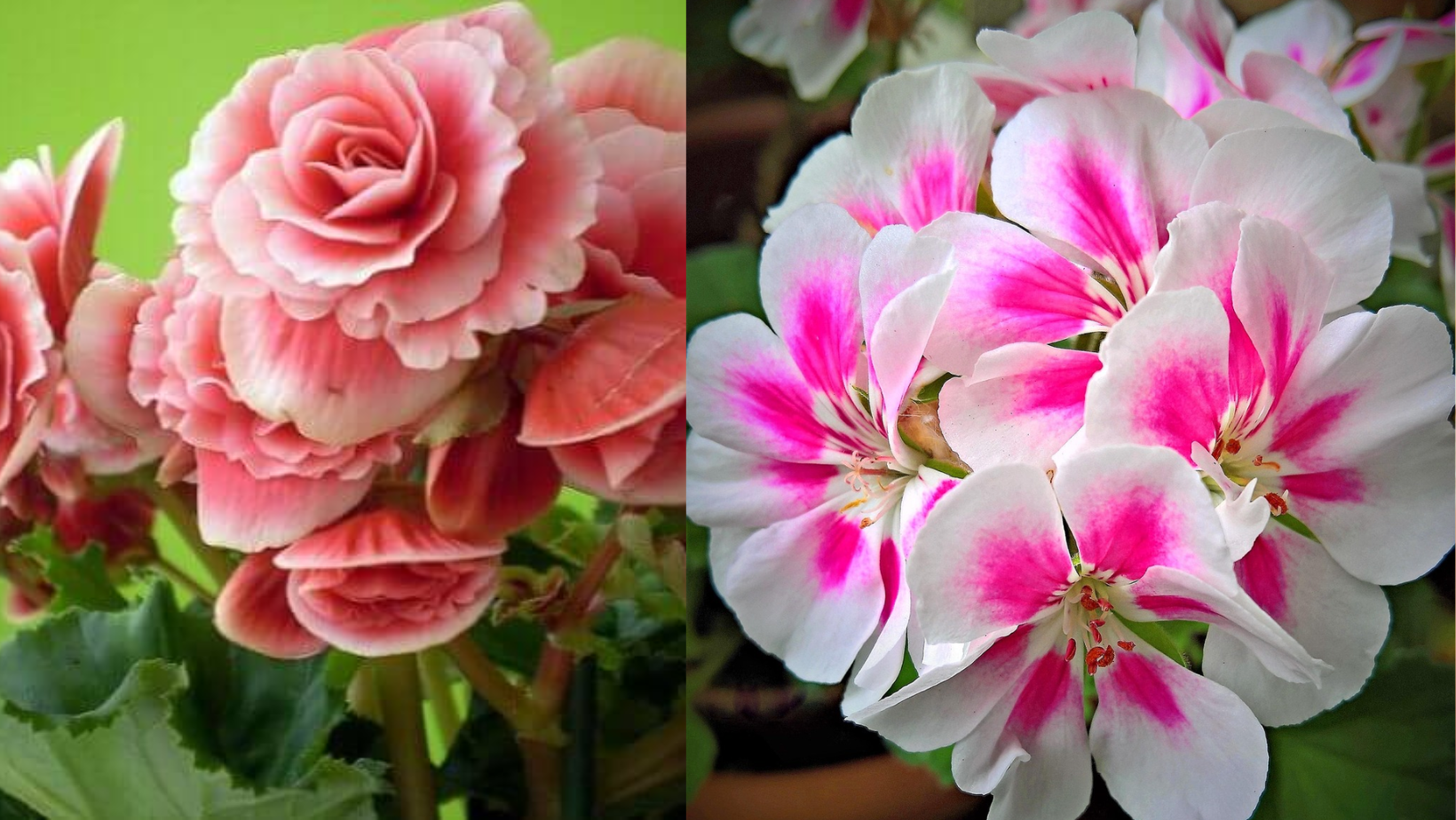 Colorindo Seu Lar: 6 Plantas de Fácil Cuidado Para Florescer Durante o Ano