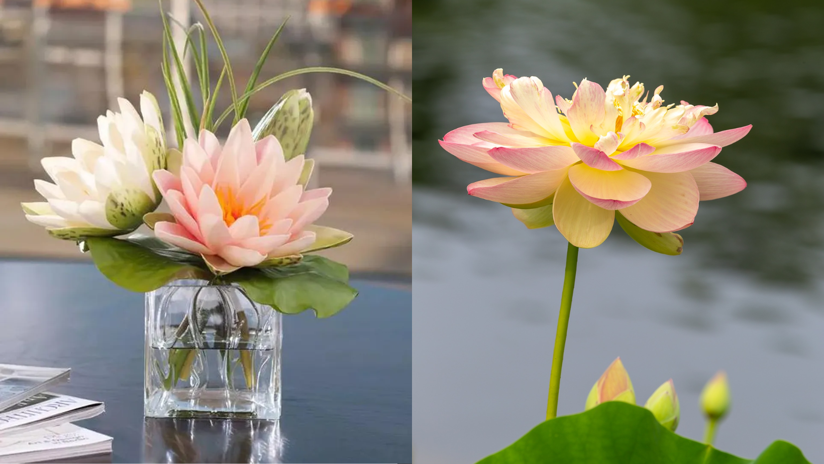 Exclusivo! Como Cultivar Flor de Lótus a Partir de Sementes