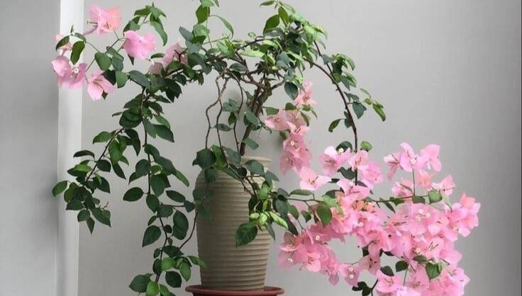 Flores o Ano Todo: 6 Plantas Fáceis de Cuidar para Deixar Sua Casa Mais Colorida