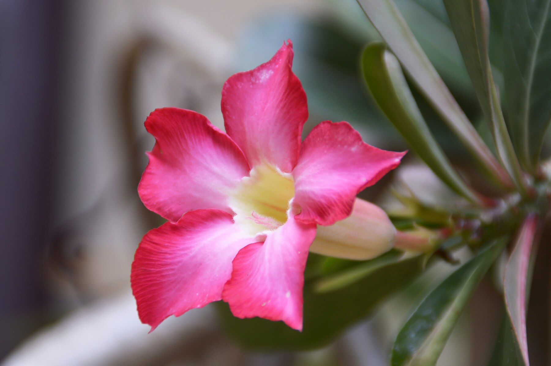 4 Razões para Cultivar Rosa-do-Deserto em Casa
