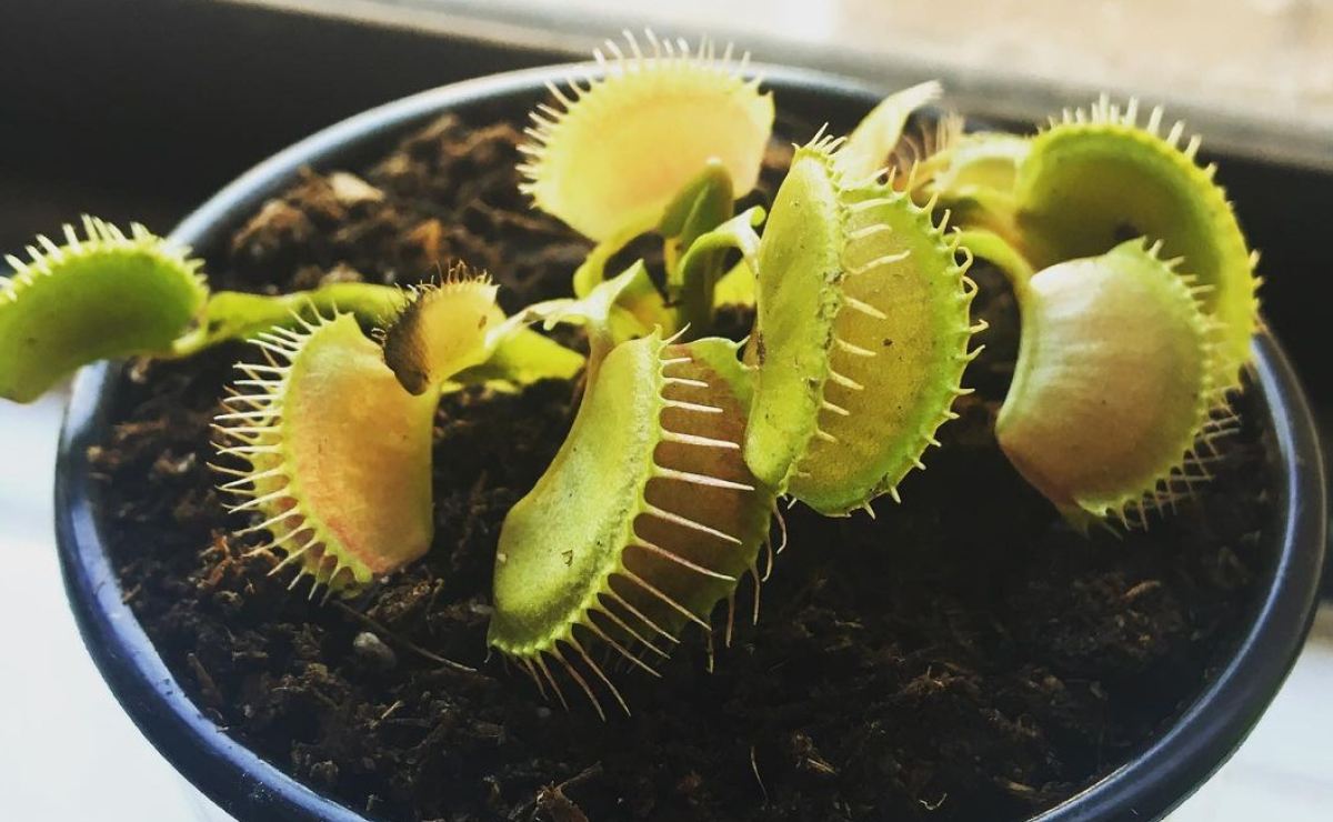 Encante-se com as Plantas Carnívoras! 6 Espécies para Cultivar em Casa Sem Medo