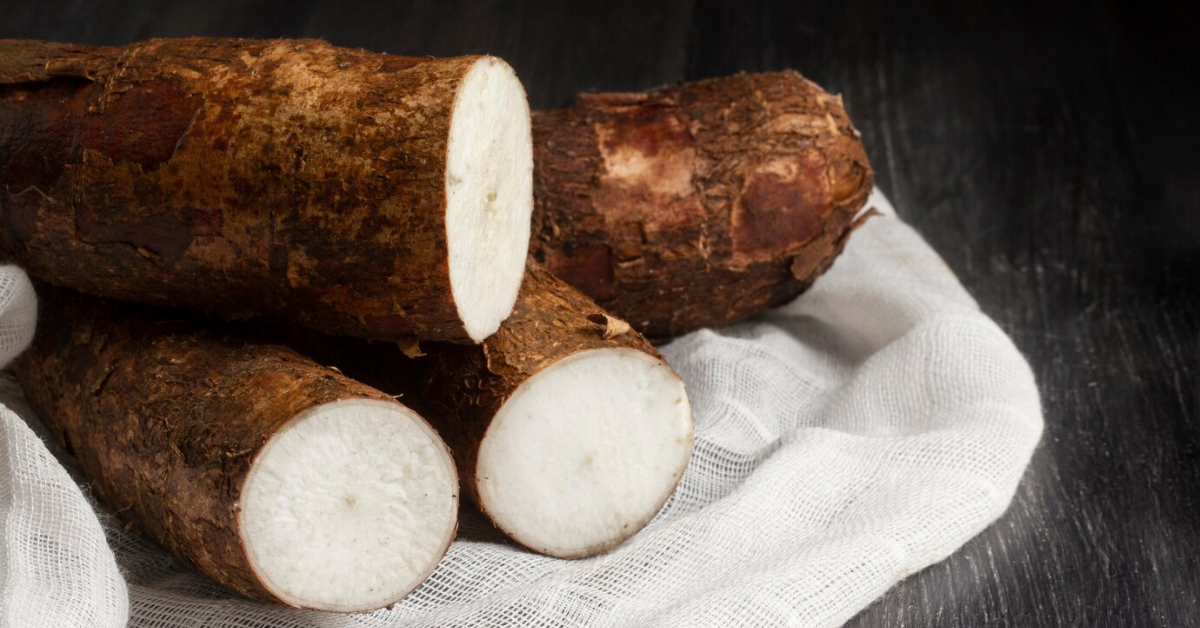Aprenda Como Cultivar Mandioca em Casa e Aproveite Seus Benefícios; O Alimento do Século 21 que une sustentabilidade e nutrição