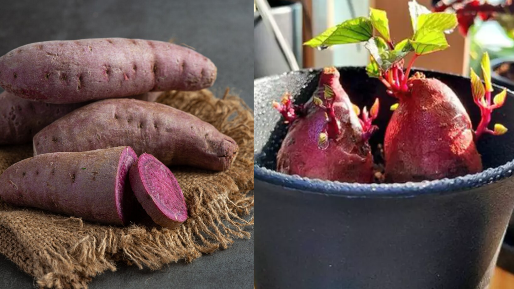 Como Plantar a Batata-Doce Biofortificada que Super Revoluciona a sua Alimentação