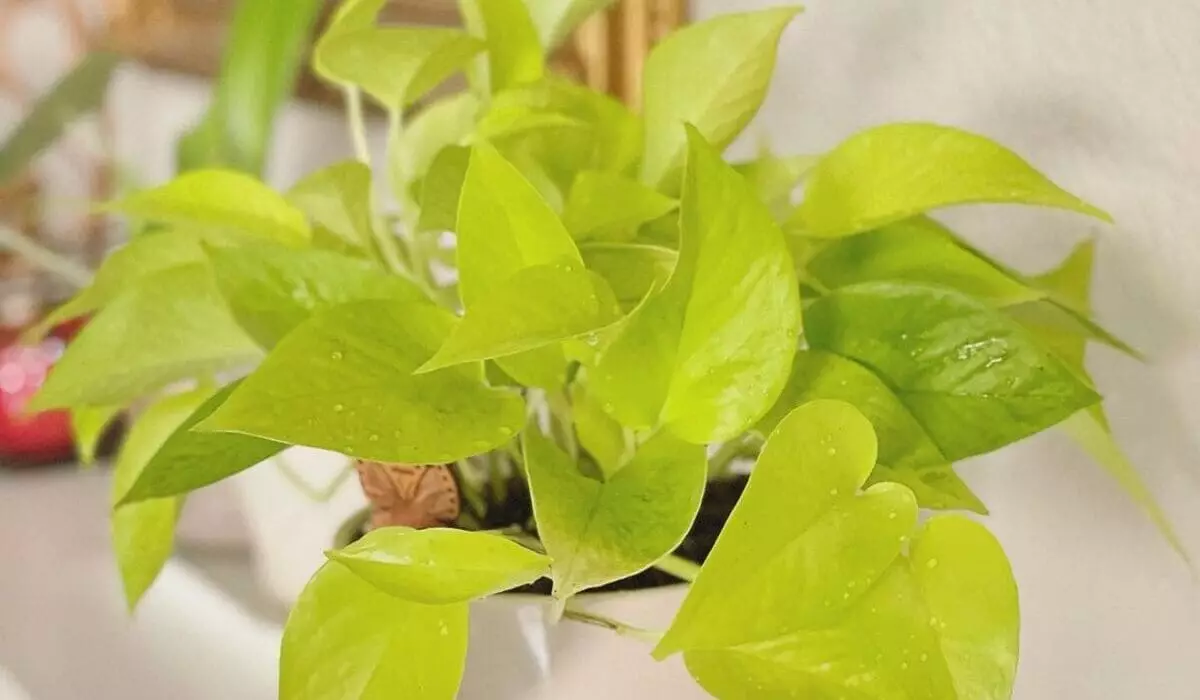 4 Dicas Simples para Cultivar Jiboia em Casa