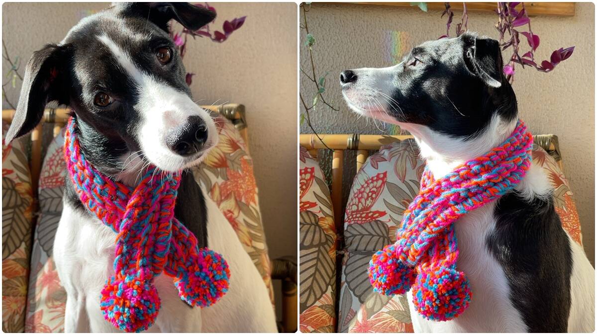 Cachecol de Crochê para Pets: Acessório Charmoso e Fofo!