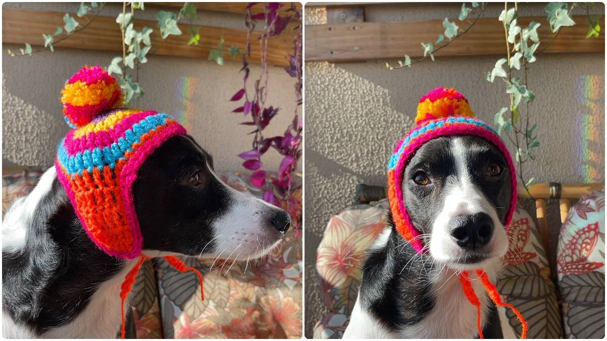 Touca de Crochê para Pets: Aprenda a Fazer essa Fofura!