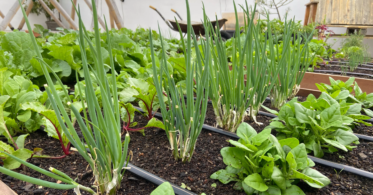 Sabe aquele prazer em ter sua própria hortinha!? Que tal conhecer? Veja dicas incríveis de como ter uma horta perfeita em casa