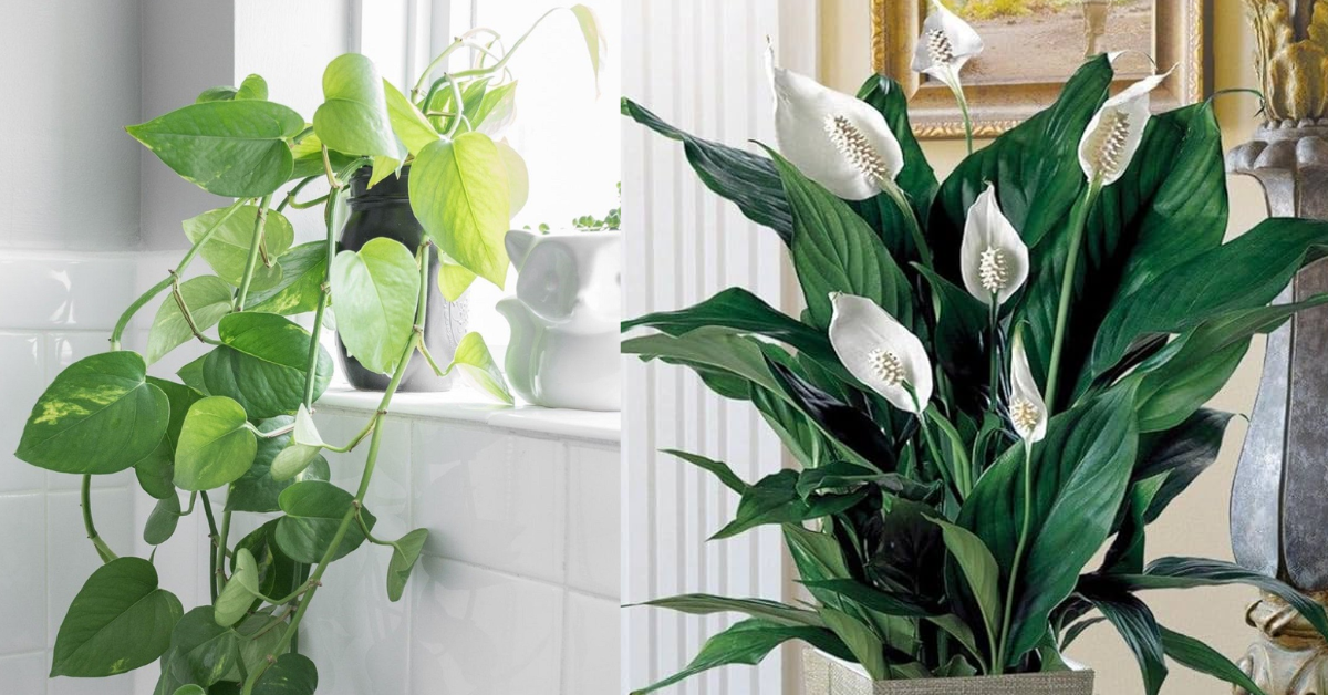 7 Espécies de Plantas Resistentes e Fáceis de Cuidar para Cultivar na Sala de Estar