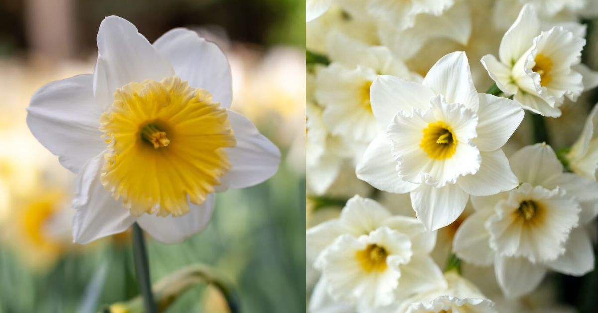 Aprenda a Cultivar Narcisos, a Flor que Encantou as Celebridades no MET Gala!