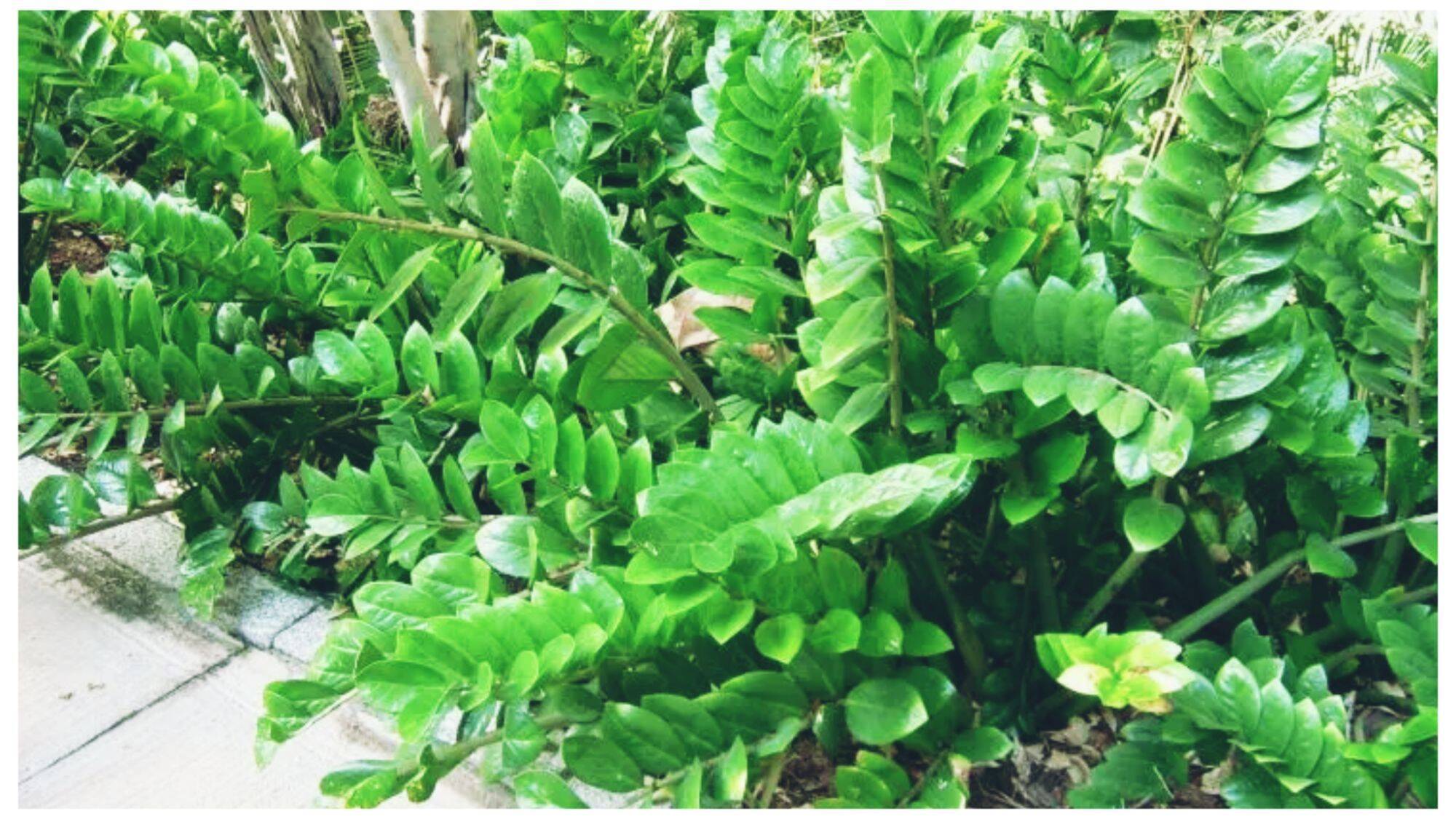 Descubra o truque japonês para regar Zamioculcas e deixar sua planta linda