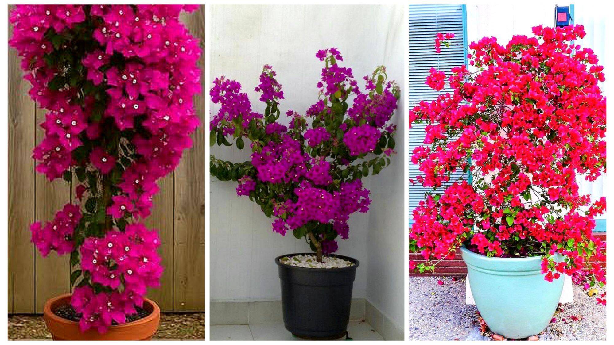 O Segredo Para Uma Primavera Sempre Florida! Você Está Fazendo Certo?