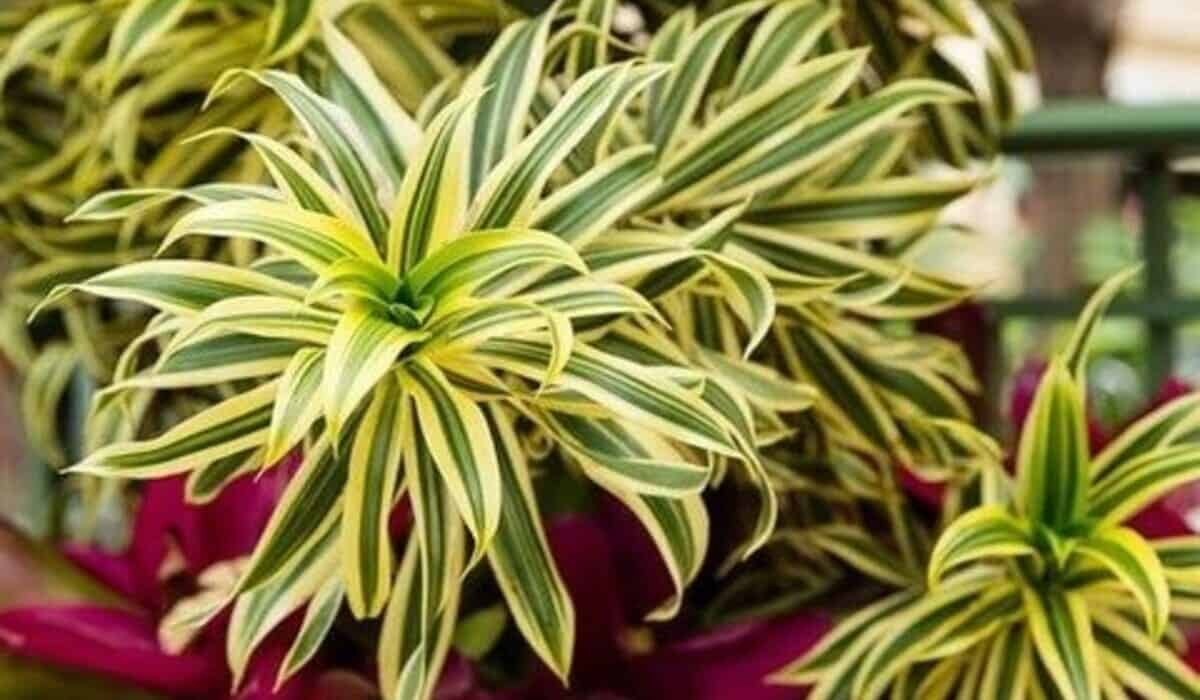 Planta Dracena: Saiba Como Cultivar, Também Veja Dicas de Cuidados