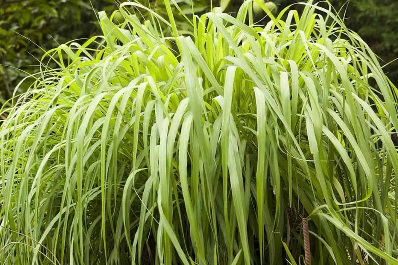 Citronela em Alta: A Planta Antimosquito que está Dominando os Jardins; Saiba Porque