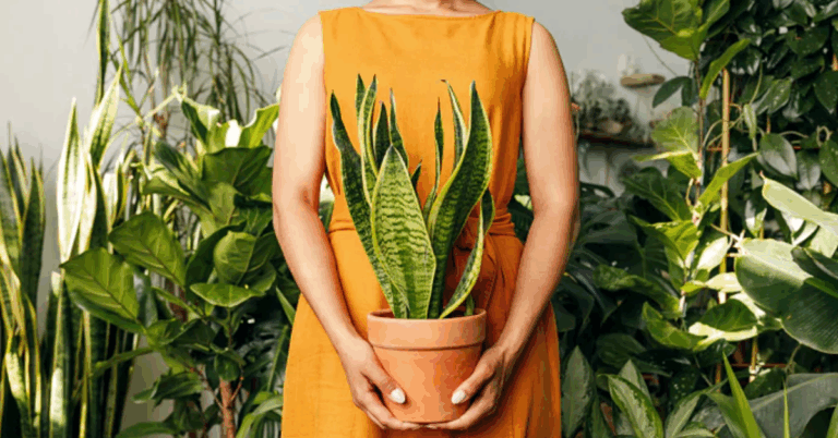 Entenda como essas 5 Plantas que purificam o ar da sua casa! - Foto/Reprodução: mundonaturarte