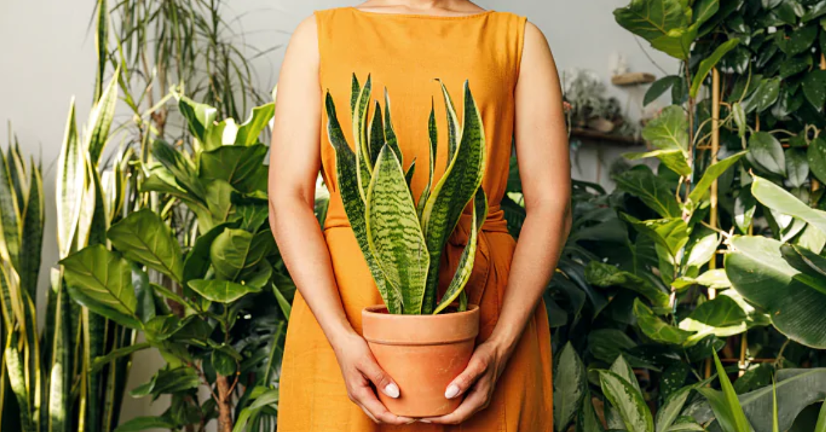 Entenda como essas 5 Plantas que purificam o ar da sua casa!