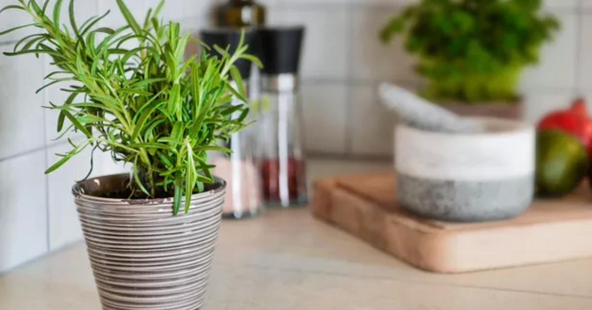 Essas 3 plantas melhoram sua imunidade e você pode cultivá-las dentro da sua casa!