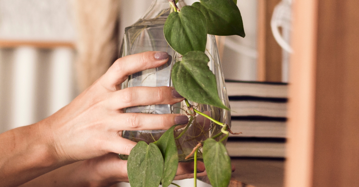 7 Espécies de Plantas que Crescem na Água