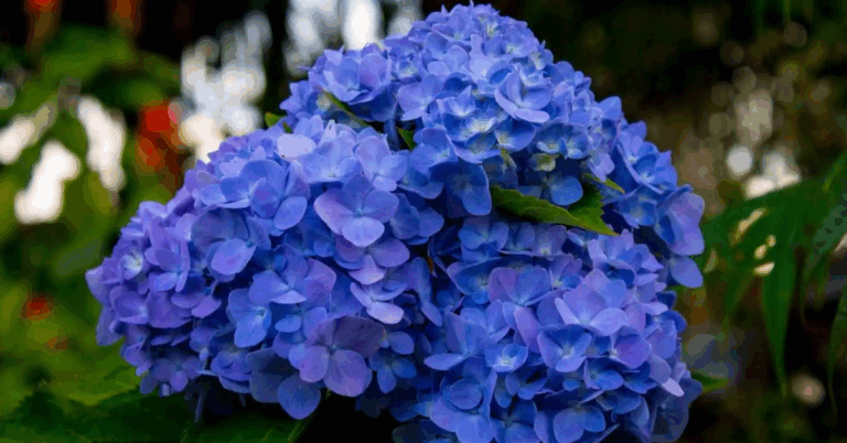 Você sabia que dá pra mudar a cor das suas hortênsias? Com certas mudanças no solo é possível obter flores azuis, rosas ou roxas.