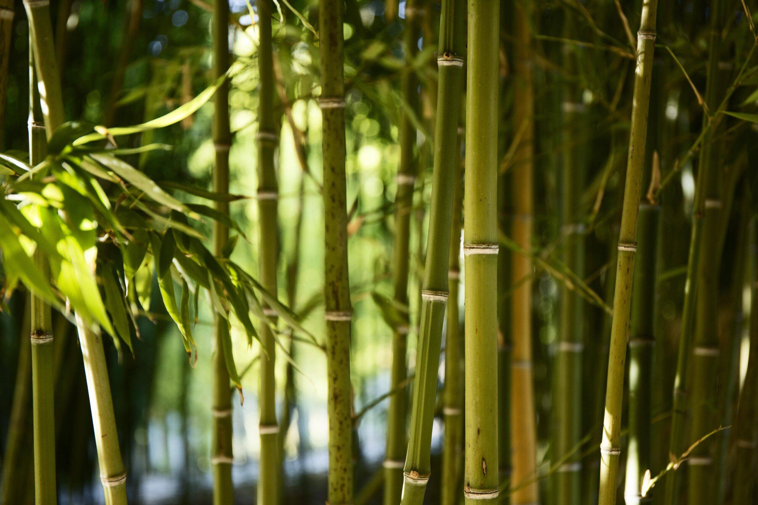 Confira como Cultivar Bambu, Uma Planta em Alta e que pode te gerar Lucros!
