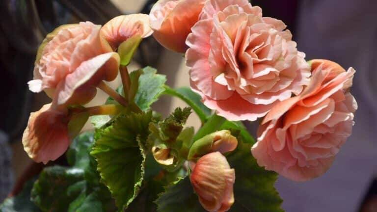Begônias cor de rosa
