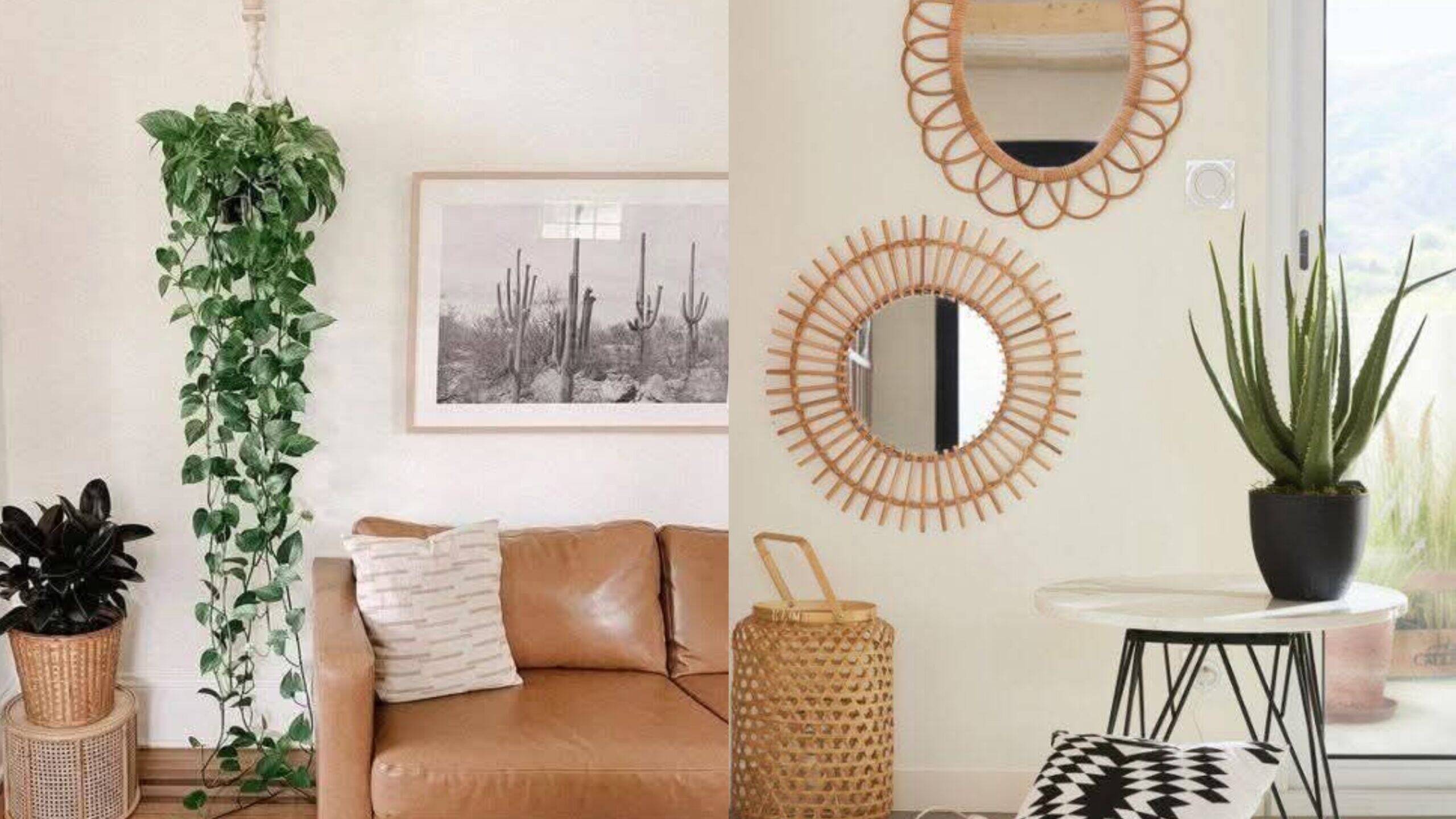 Decoração com Plantas: Dicas das Melhores Plantas para Cada Ambiente
