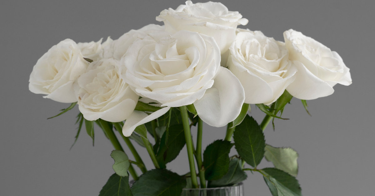 7 Dicas para ter rosas belíssimas em casa e não deixá-las morrer