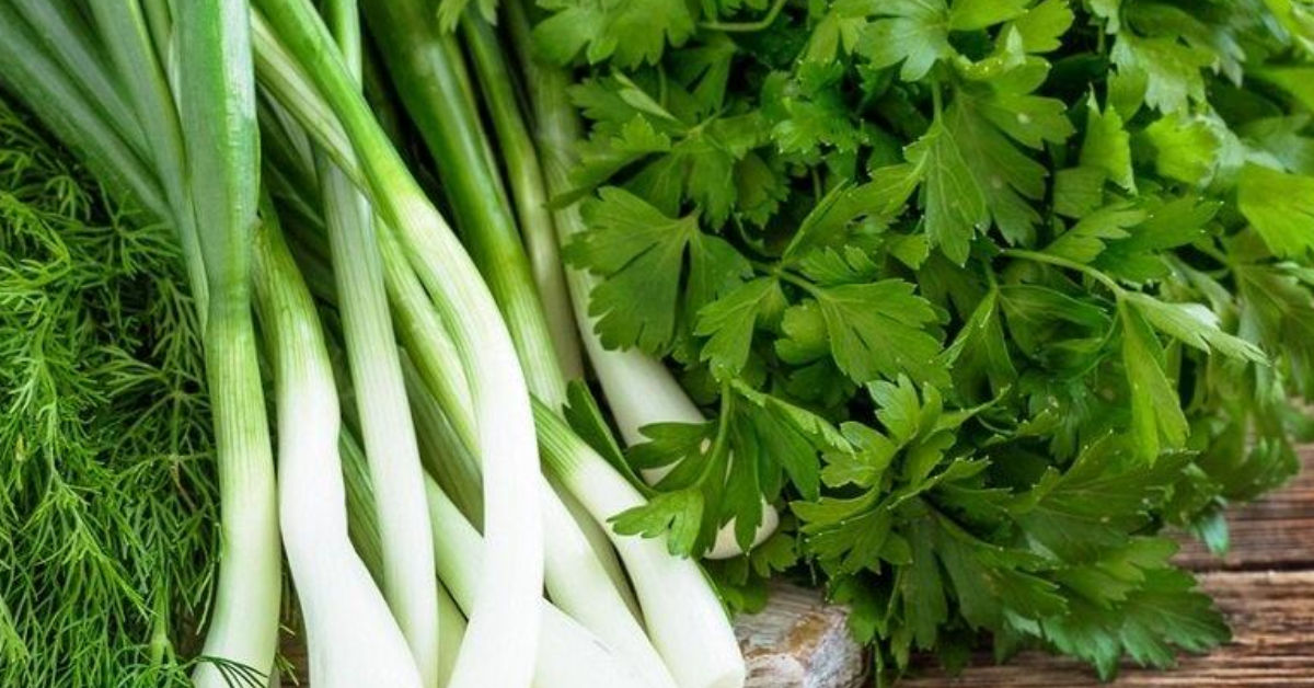 Aprenda como cultivar Coentro e Cebolinha na sua casa!
