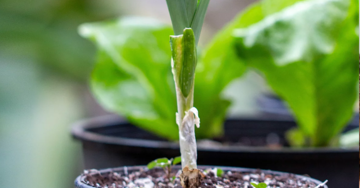 Aprenda como plantar e cultivar alho em casa ou no seu apartamento