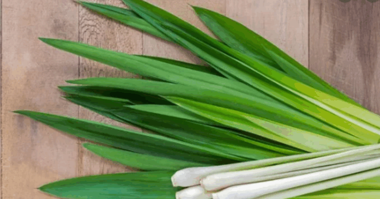 Capim-limão: Aprenda a cultivar um toque de natureza na sua casa e conheça seus benefícios para a saúde!