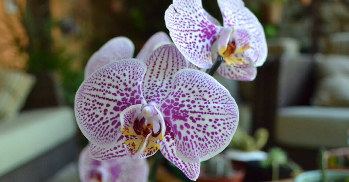 6 Dicas imprescindíveis para cultivar orquídeas e deixar sua casa ainda mais bela