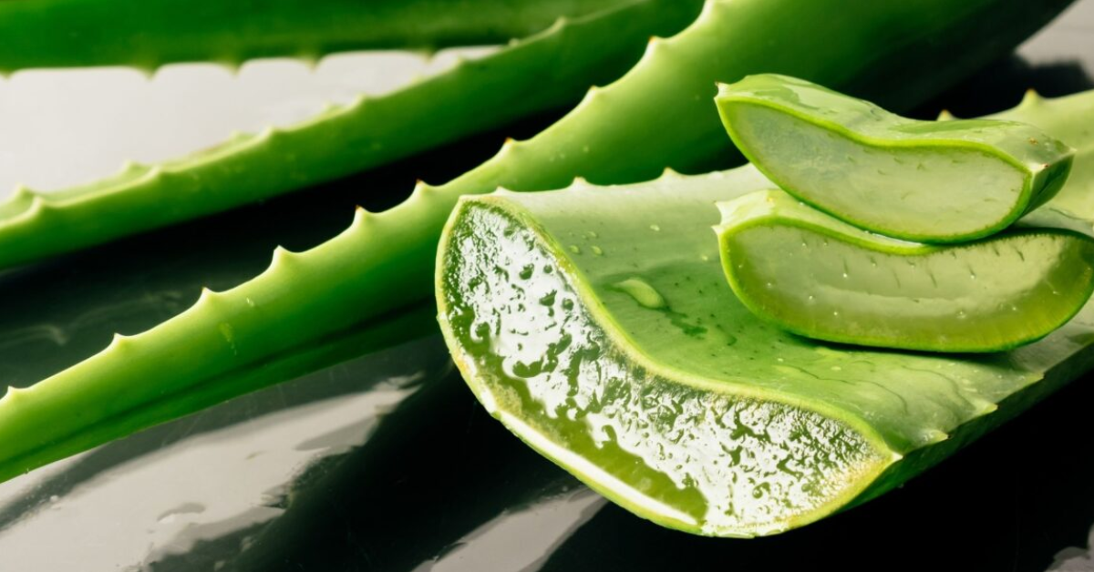 Saiba porque essa planta tem sido recomendada por dermatologistas para cuidados da pele