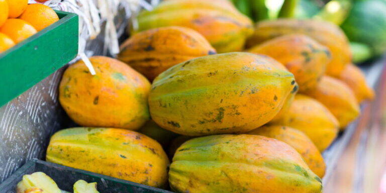 Aprenda como cultivar mamão em casa e ter essa fruta deliciosa sempre à disposição