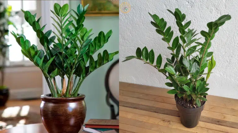 Zamioculcas apartamento