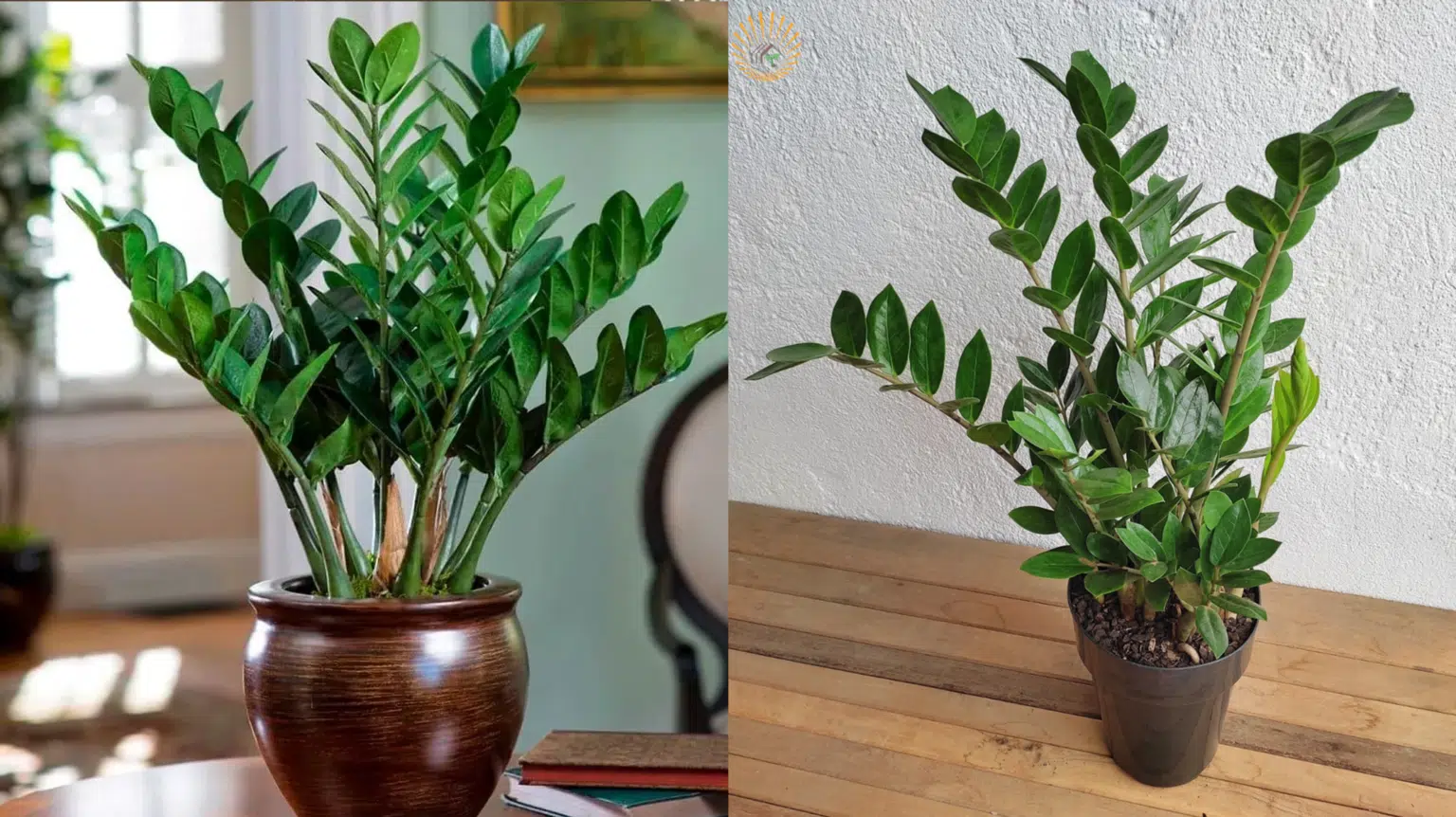 Como Cuidar da Planta da Fortuna (Zamioculca) e Deixá-la Sempre Linda!