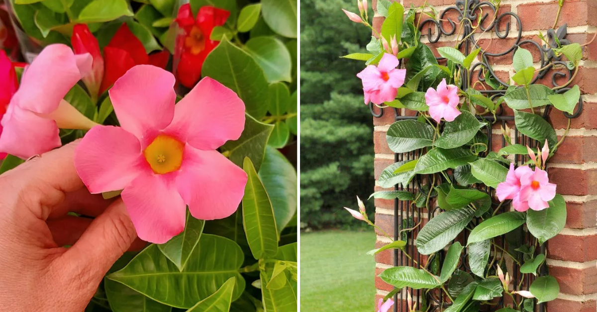 Como cultivar Mandevilla (Dipladênia) em casa e descubra dicas de cuidados essenciais para essa linda planta