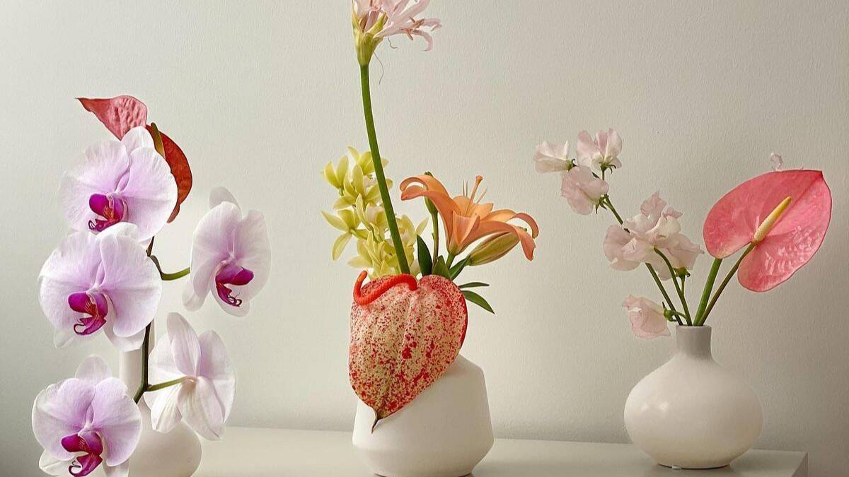 Flores que Não Precisam de Sol: O Segredo para Deixar sua Casa Linda sem Esforço!