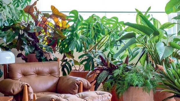 Plantas na Decoração: Como Transformar Seu Espaço com Verde e Vida