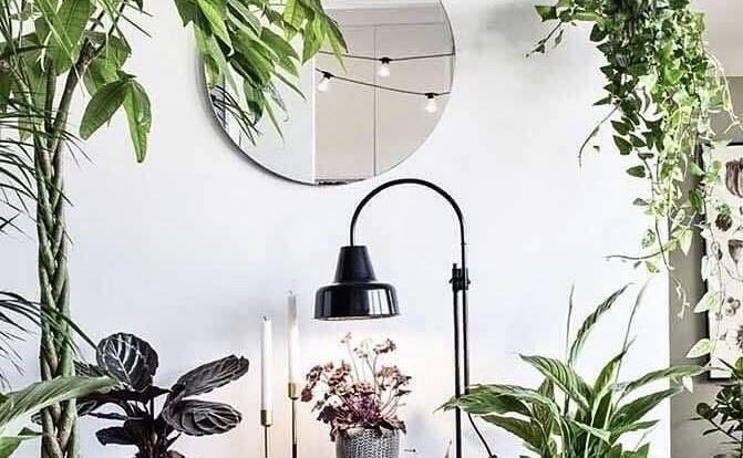 Sua Casa Merece Verde: Descubra o Poder Transformador das Plantas