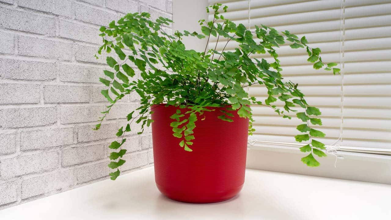 Plantas esquecidas que voltaram à moda na decoração