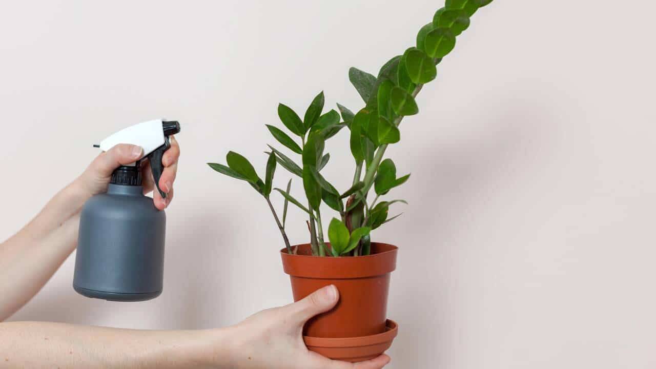 5 plantas fáceis de cuidar que purificam o ar e refrescam sua casa no calor