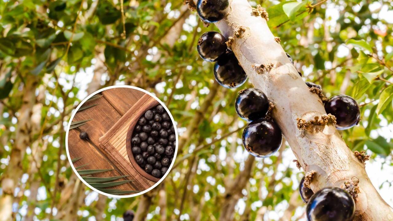 Perdeu para a Jabuticaba, mas ficou em 2º entre as melhores frutas brasileiras do planeta