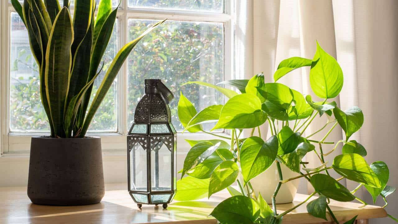 3 plantas fáceis de cuidar para apartamento e quem não quer ter trabalho