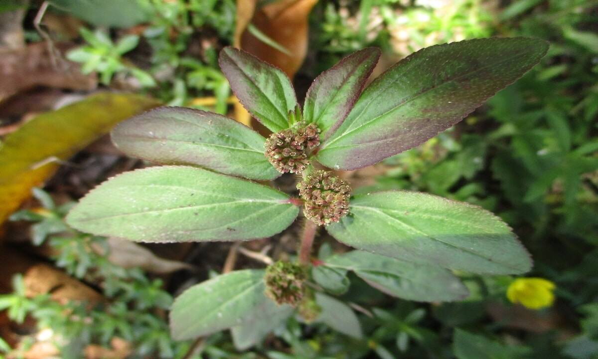 Essa planta nasce na calçada de casa e com uma folha pode transformar a vida da sua família