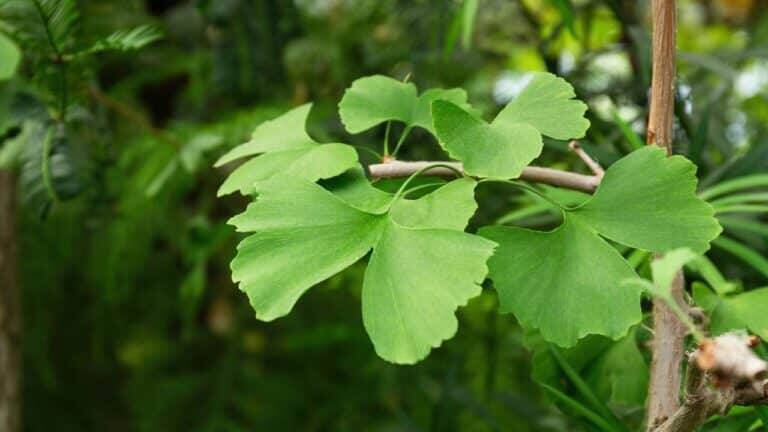 Ginkgo biloba